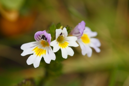 little eyebright flower from the european alpsの写真素材