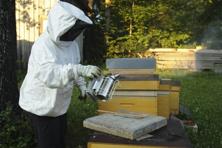 bee hives and beemaster at work with smoker