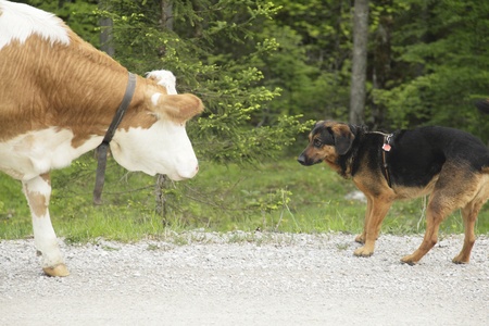 meeting between a dog and a cow