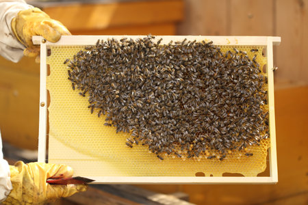 Close up view of the working bees on honeycells のeditorial素材