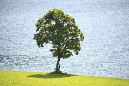 one maple tree with lake in backgroundの写真素材