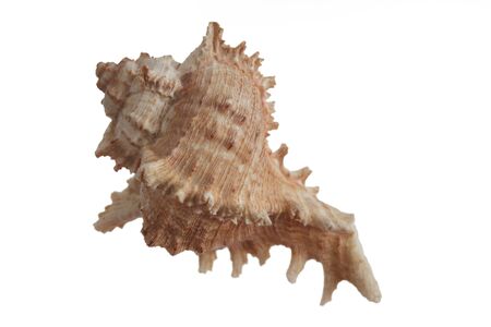 detail of a clam with white background