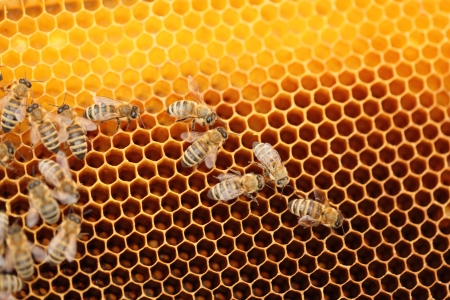 many  honey bees on yellow honey cells