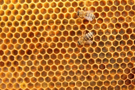 two honey bees on yellow honey cellsの写真素材