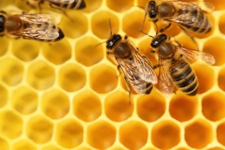 some bees are going with yellow cells in backgroundの写真素材
