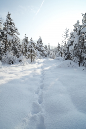 snow track in winter with wood in backgroundの写真素材