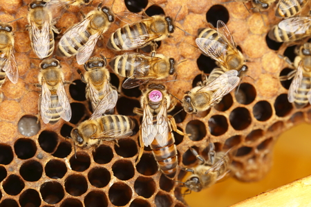 some honey bees and queen on a honey cellの写真素材