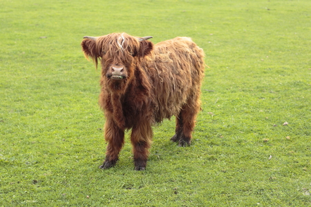 young highland cow on a green field is looking upの写真素材
