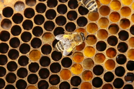 a working bee on a yellow cell