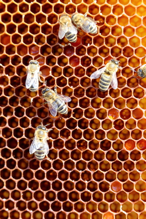some honey bees on a hexagonal cellの写真素材
