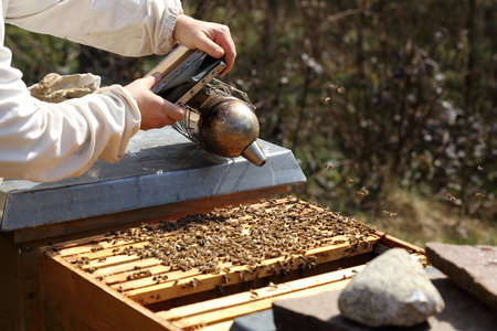 bee keeper with smoker in hand works on bee hive