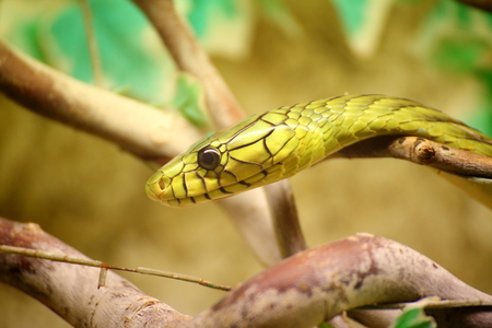 head of a green toxic snake on a branch