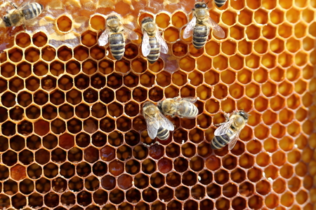 yellow honey cell with some working beesの写真素材