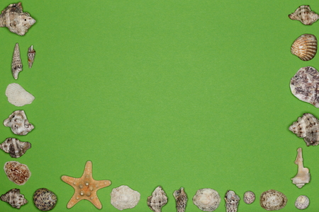 sea-shells and starfish ornament on green backgroundの写真素材