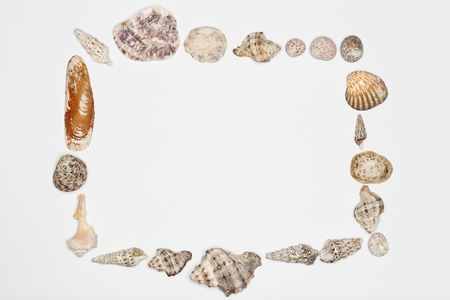 different mussels as frame on white backgroundの写真素材