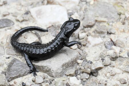 one black alp- salamander on a stone backgroundの写真素材