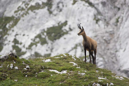 one chamois is standing in front of a rock wallの写真素材