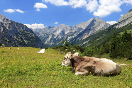 a young cow is laying on a field in the mountainsの写真素材