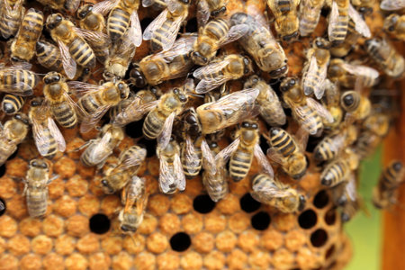 beeswax with many bees in a bee hive