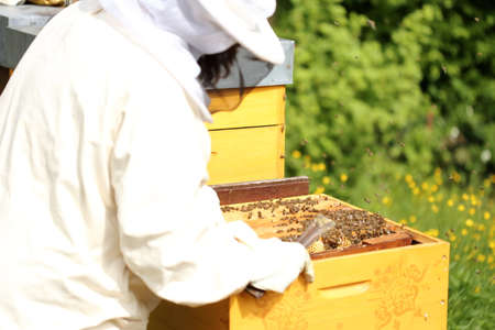 bee-keeper is working on a bee hive