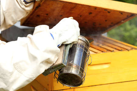 bee keeper with smoker in hand is working on hive