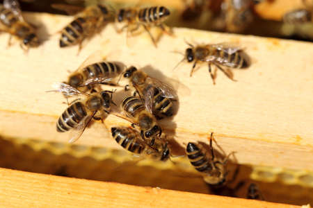 Bee flying to hive. Honey bee entering the hive.