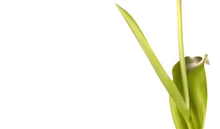 Tulip standing on a white backgroundの写真素材
