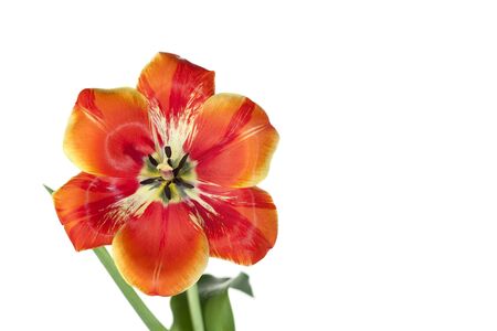 Tulip with it's petals openedの写真素材