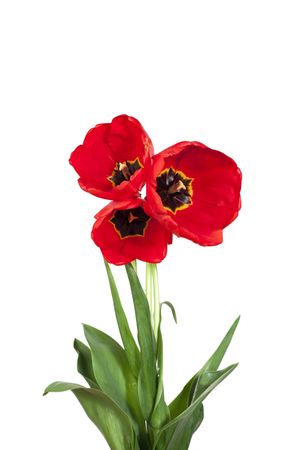 Three tulips on a white backgroundの写真素材