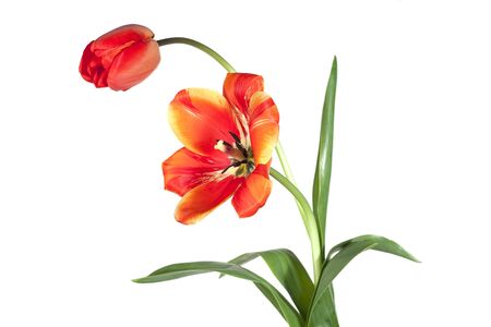Opened and closed tulip on white backgroundの写真素材
