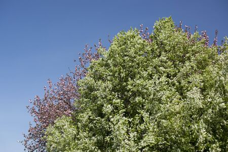 Beautiful trees with flowers with blue sky behind の写真素材