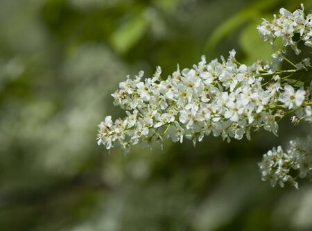 Beautiful tree flower on a green background of leafs の写真素材