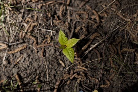 Green leafs growing from groundの写真素材