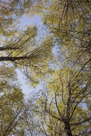 Trees branch on a blue skyの写真素材