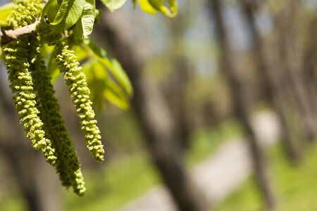 Beautiful leafs on a background of treesの写真素材