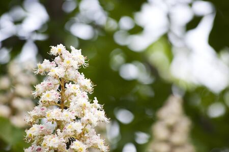 Beautiful tree flower on a green background of leafs の写真素材