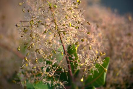 Beautiful flower on green backgroundの写真素材