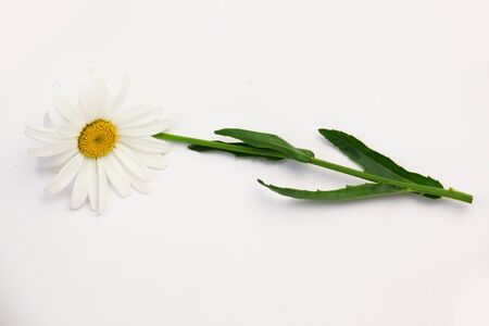 White chamomile on a white backgroundの写真素材