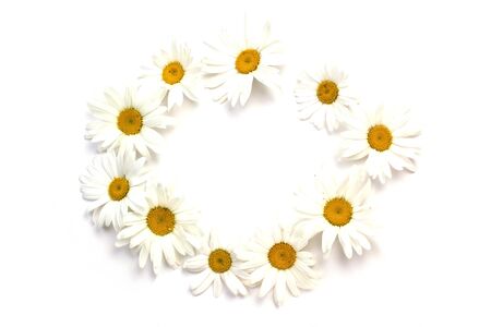 Frame of white and big chamomilesの写真素材