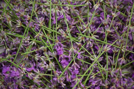 Background of purple flowers of lavenderの写真素材