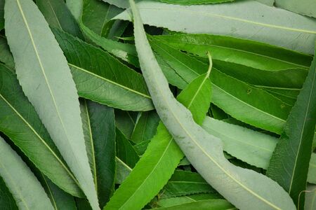Background of green and long leafs