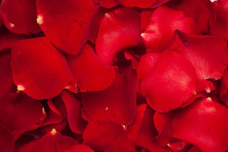 Background of red petals of rosesの写真素材