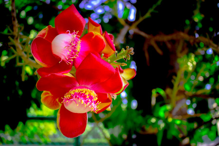 Red flower in garden, focusの写真素材