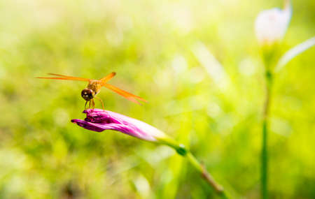 Dragonfly caught on pink flowersの写真素材
