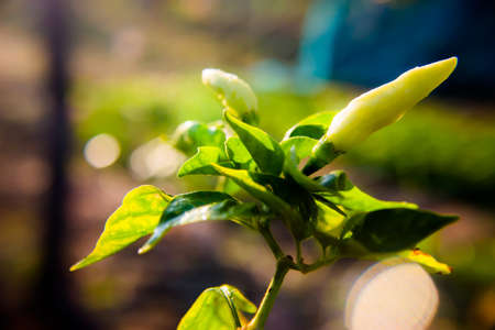 Chili in the early morning with warm light.の写真素材