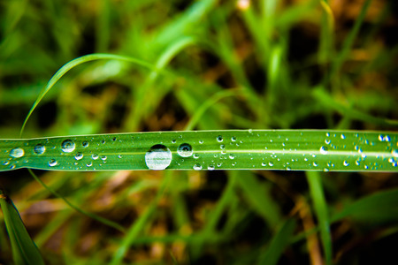 Water Dew on Grass Bladeの写真素材