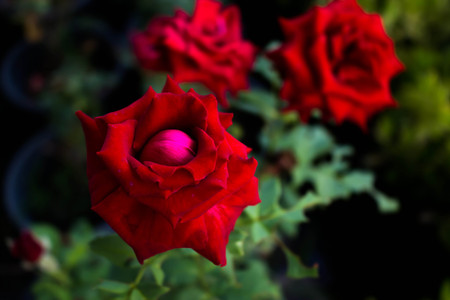 Roses Valentine's day 1 time per year.の写真素材