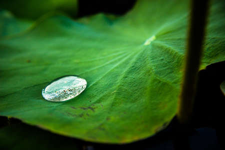 Drops of water on a lotus leaf