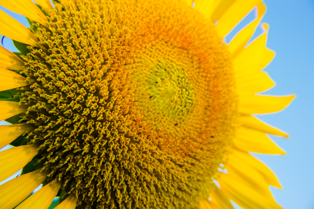 Pollen of sunflower closeup.の写真素材
