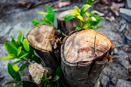 Trees is cut leaveの写真素材